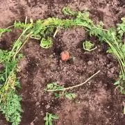 まきの画像