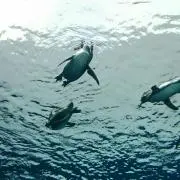 ペンギン★の画像
