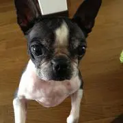 ツヨポンの画像
