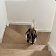 ほらんいの画像