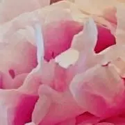 peonyの画像