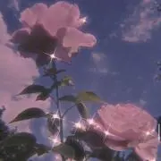 豆枝