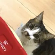 あんころもちの画像