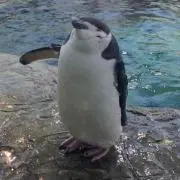 まめの画像