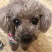 ねね