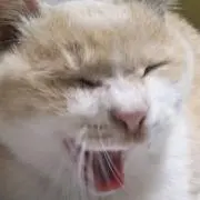 すみれの画像
