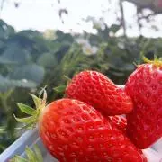 ＊＊＊の画像