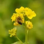 菜の花