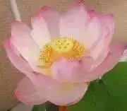 LovelyJの画像