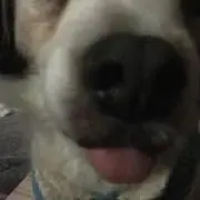 子犬さん※プロフ必読コメ逃厳禁即ブロック