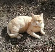 ねこめの画像