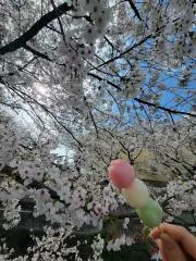 夢見草の画像