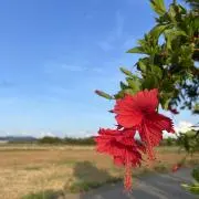 メグリメグルの画像