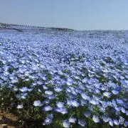 ぷちの画像