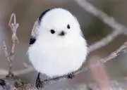 雅