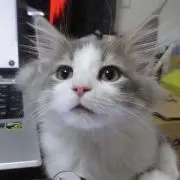 ずやぁの画像