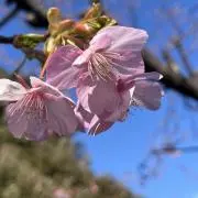 れいこ