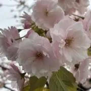 発送迄１週間お時間頂く⭐︎購入時コメントの画像