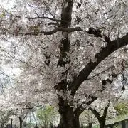 フっきー(^ ^)の画像