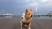 あきらの画像