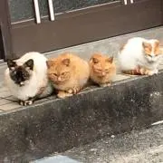 めるてぃあ