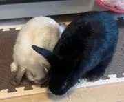 ゆの