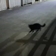 kiiの画像