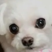 いちご