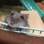 のあ