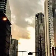 ツバキの画像