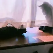 てぃーん