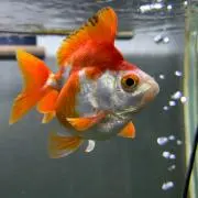 ユニの画像