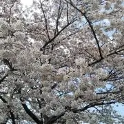 まあくん715の画像