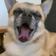 麦の画像