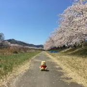 tomokoの画像