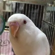 SY