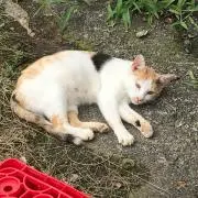 ゆずの画像