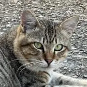 ミャー