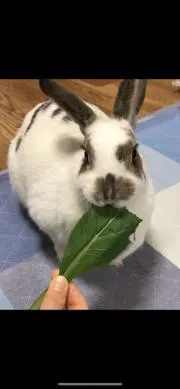 さくらちゃんの画像