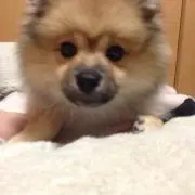 ほのか