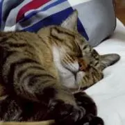 ぽっくんの画像