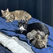 Angel Cat