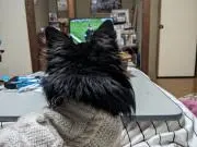 のぎ