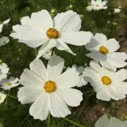みゃぁの画像