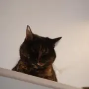 ちんじゃおろーす