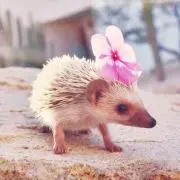 松ぼっくり