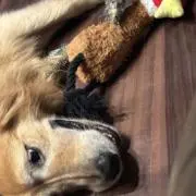 レオ
