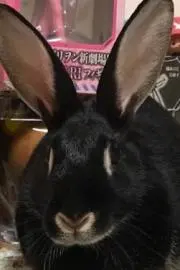 ウズごろう