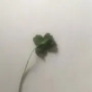 ໒꒱·̩͙⋆.*