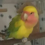 mayumi.daikichi